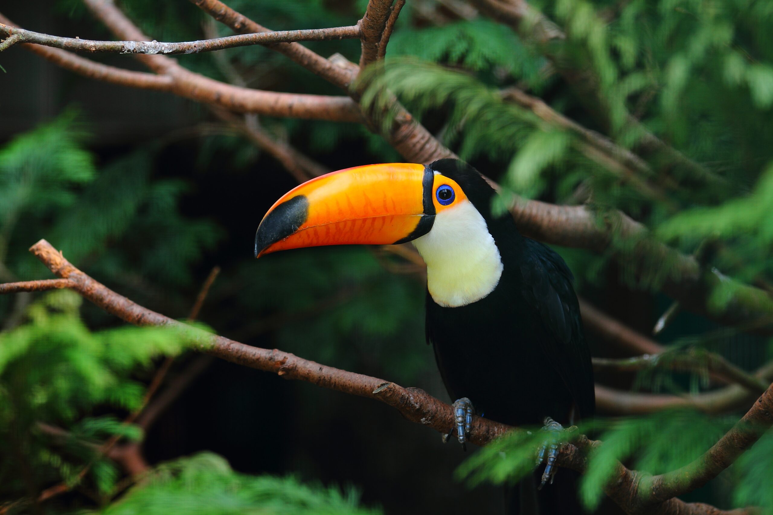 Descubre el fascinante mundo de la Observación de Aves en tu próximo paseo